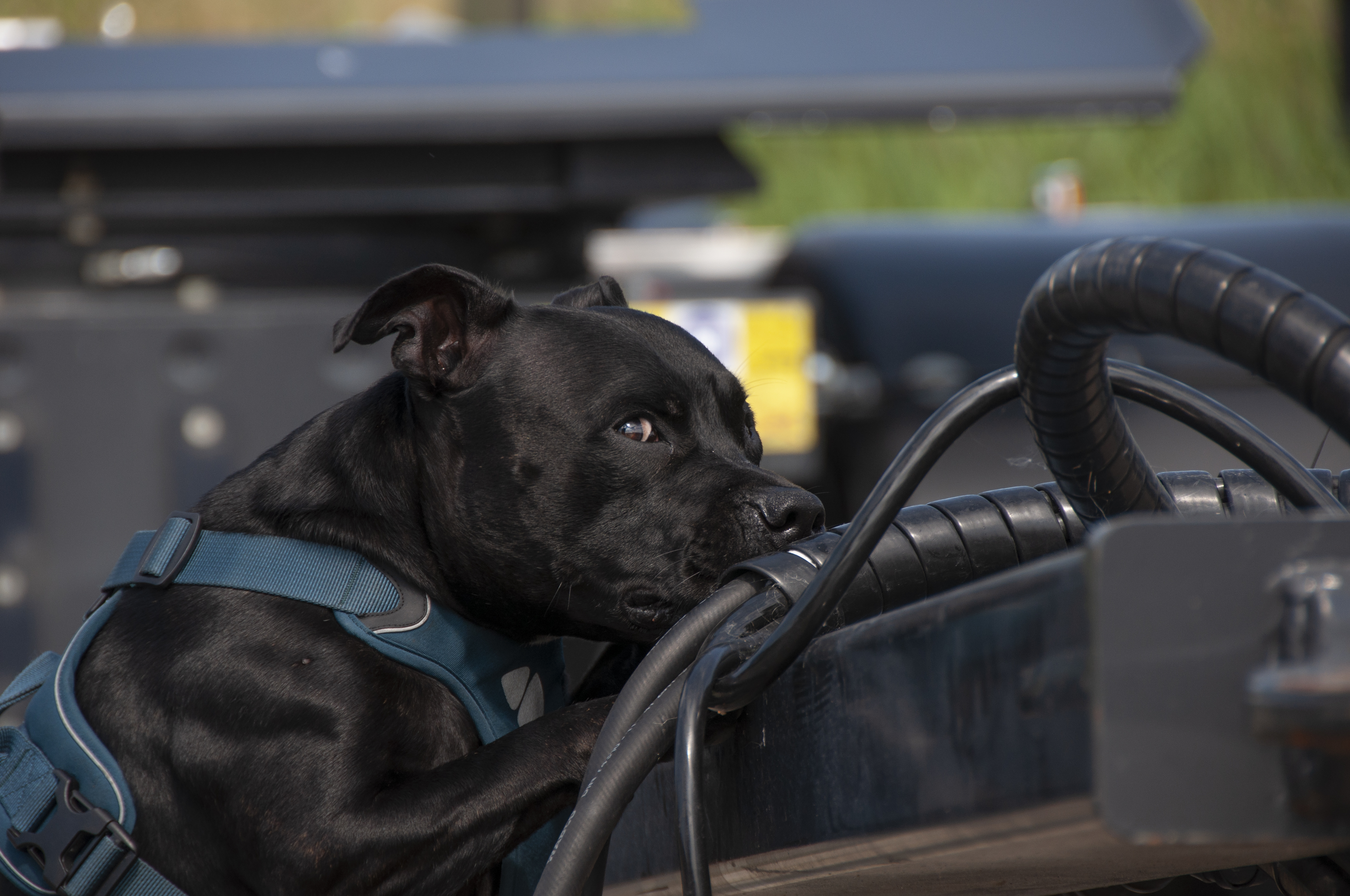 Hund som söker
