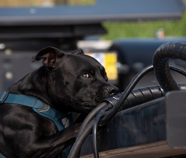 Hund som söker