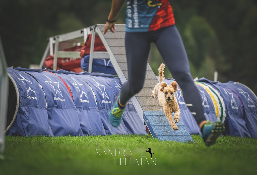 Agility bana