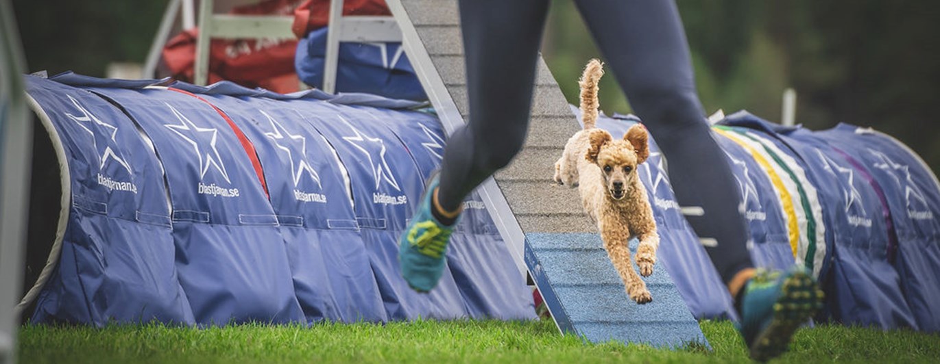 Agility bana