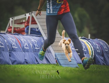 Agility bana