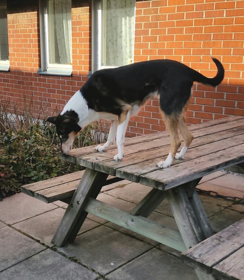 Korthårig collie som tränar specialsök