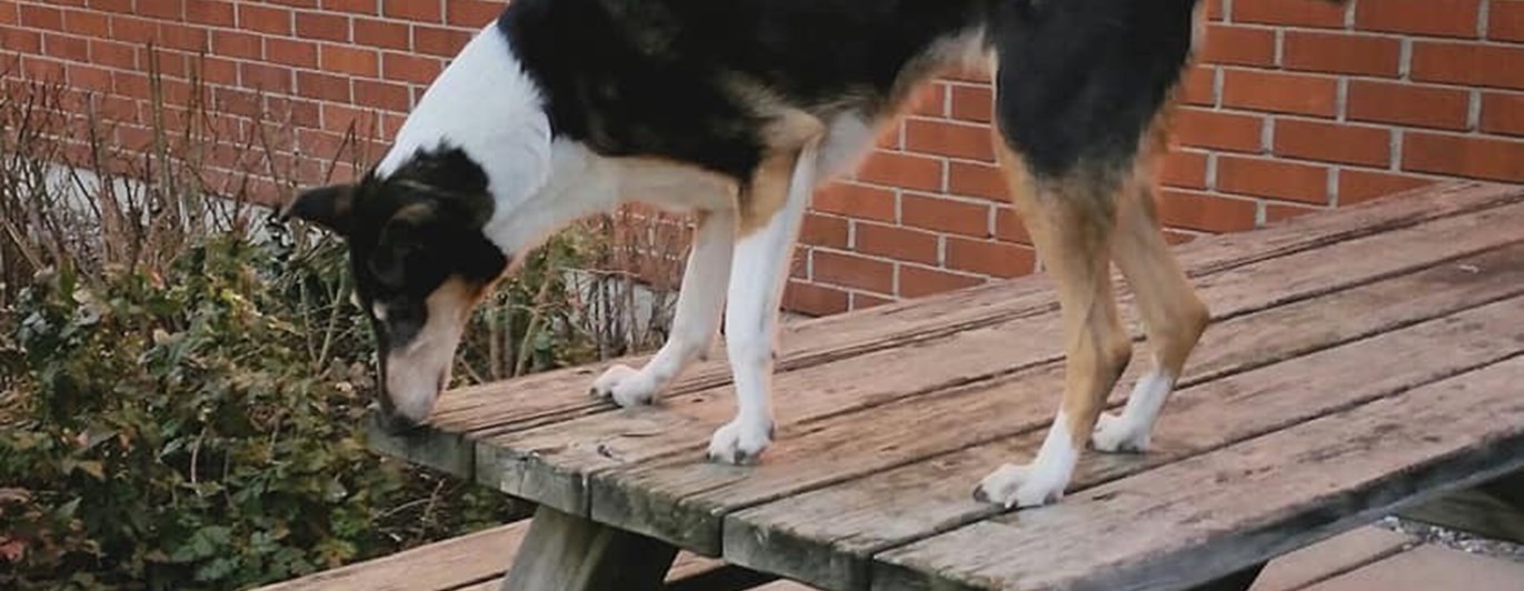 Korthårig collie som tränar specialsök