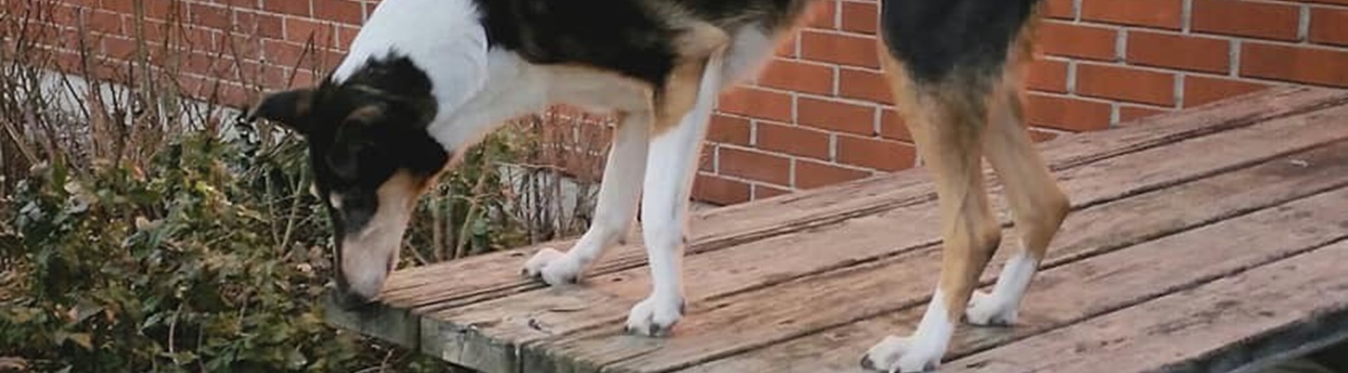 Korthårig collie som tränar specialsök