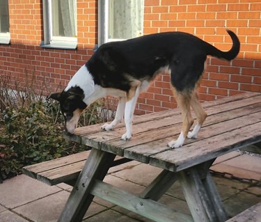 Korthårig collie som tränar specialsök