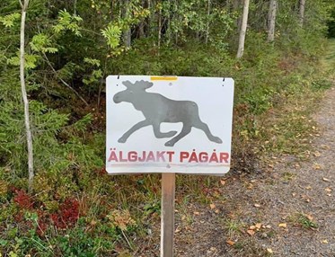 Skylt med en älg-siluett och texten "Älgjakt pågår"