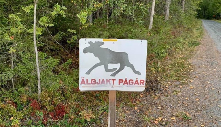 Skylt med en älg-siluett och texten "Älgjakt pågår"