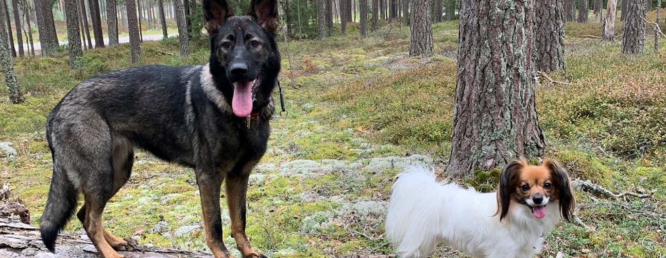 Schäfer och phalene balanserar på en stock