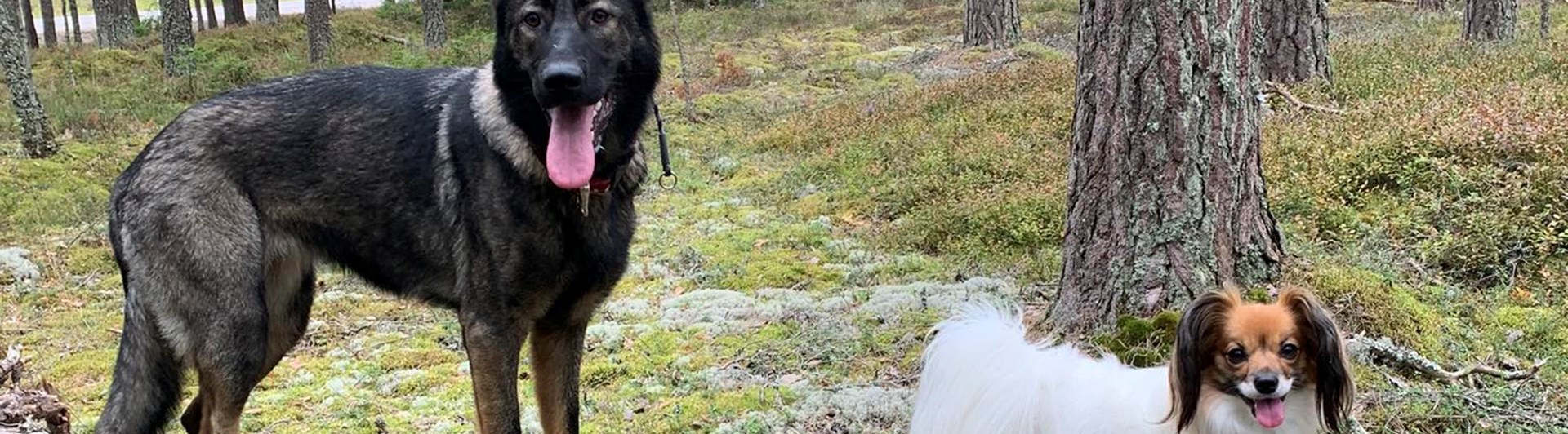 Schäfer och phalene balanserar på en stock