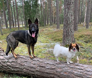 Schäfer och phalene balanserar på en stock