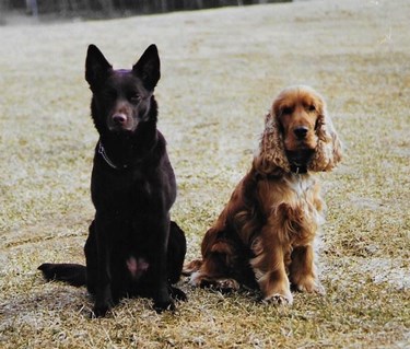 Cocker spaniel Kelpie