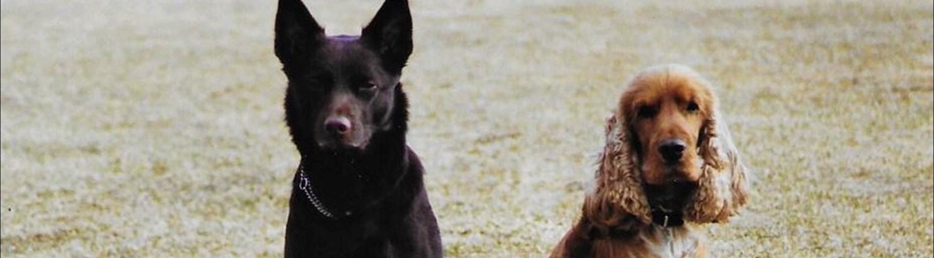 Cocker spaniel Kelpie