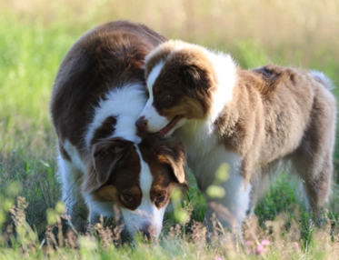 Australian Shepherd