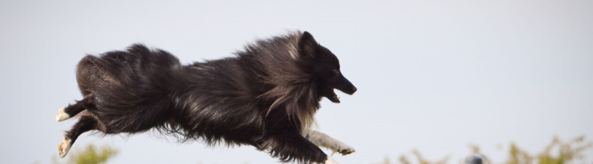 Mörk långhårig hund hoppar över ett hinder