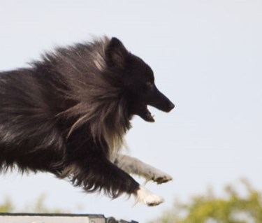 Mörk långhårig hund hoppar över ett hinder