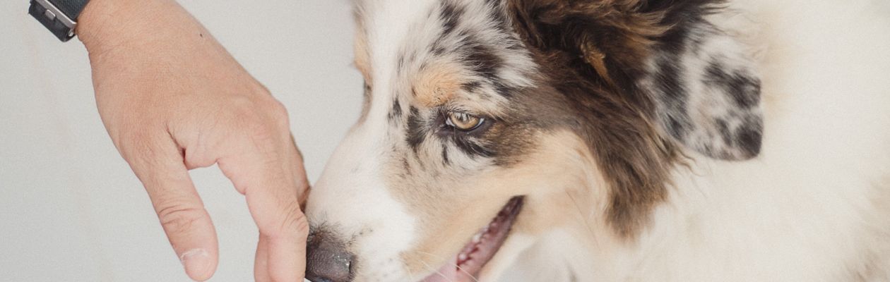 Colliehund nosar på en persons öppna handlfata