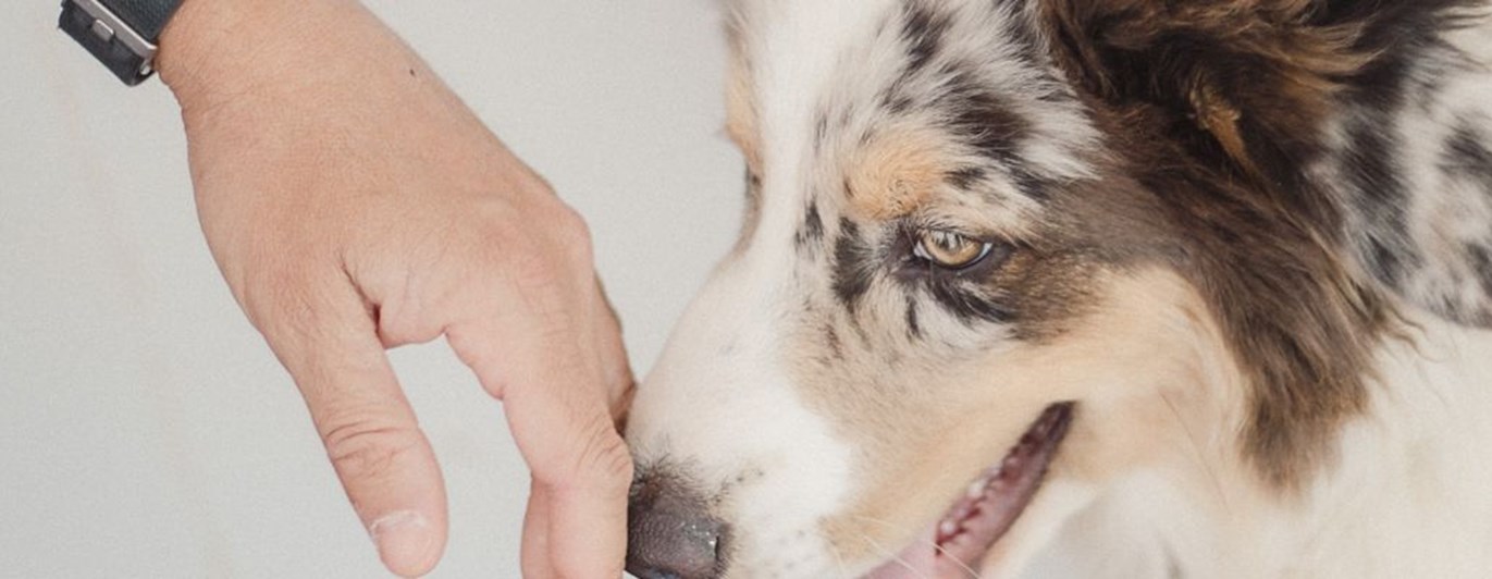 Colliehund nosar på en persons öppna handlfata