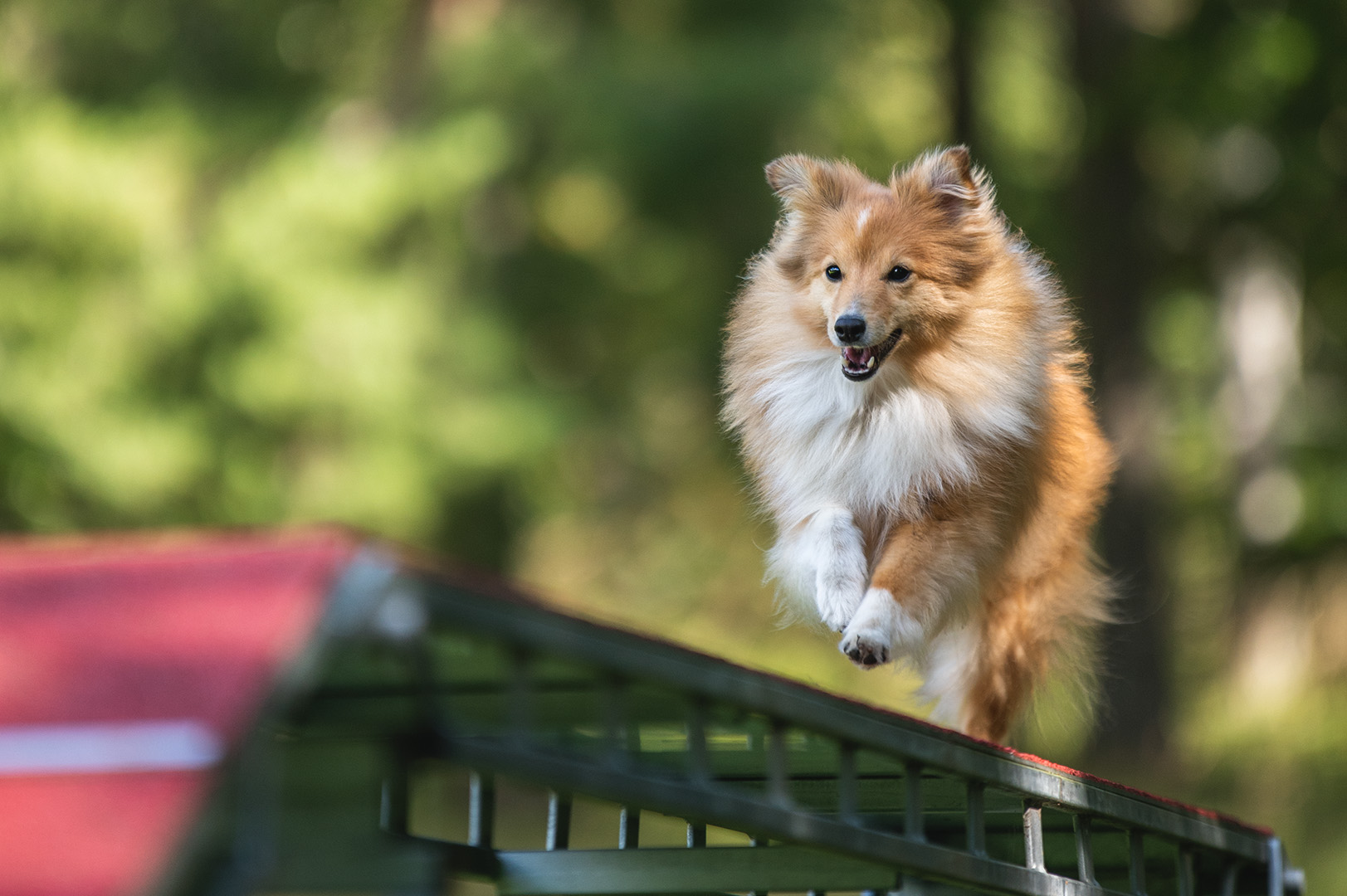 Sheltie agilityhund