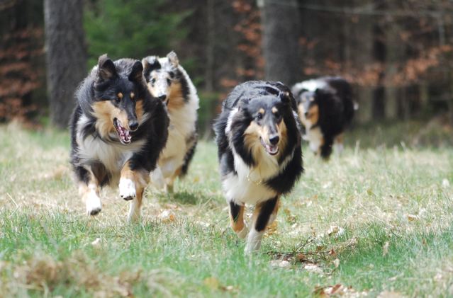 Fyra collies kommer springande.