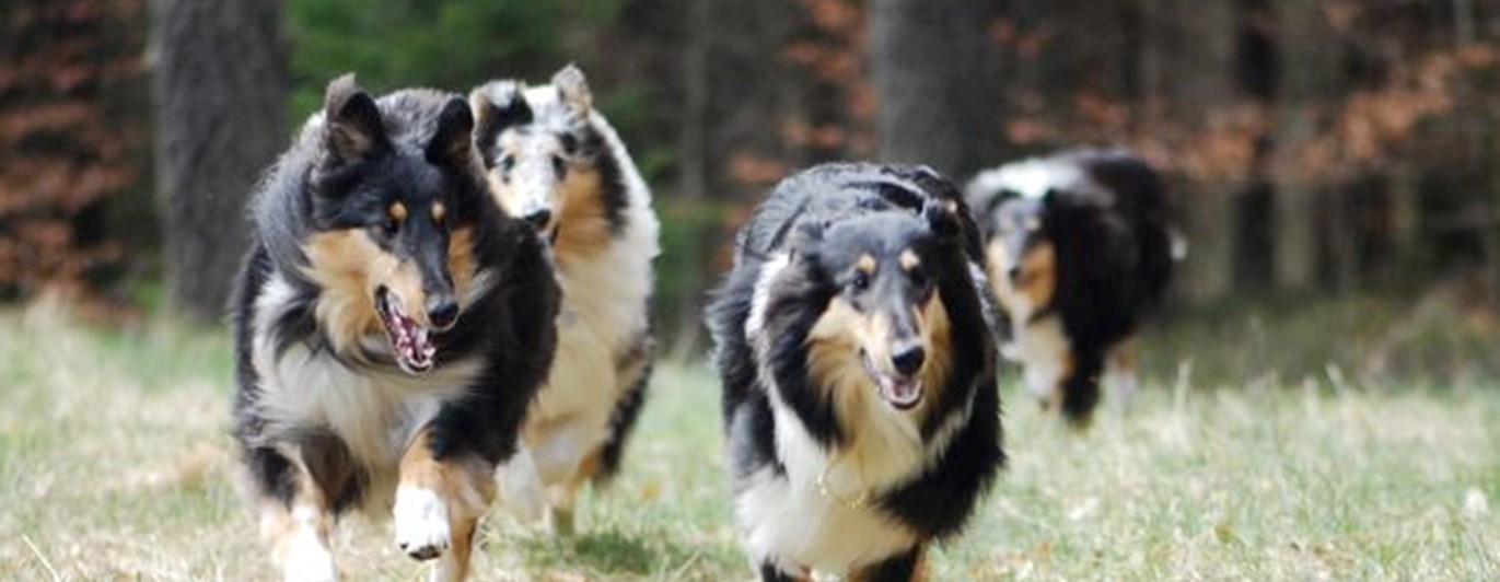 Fyra collies kommer springande.