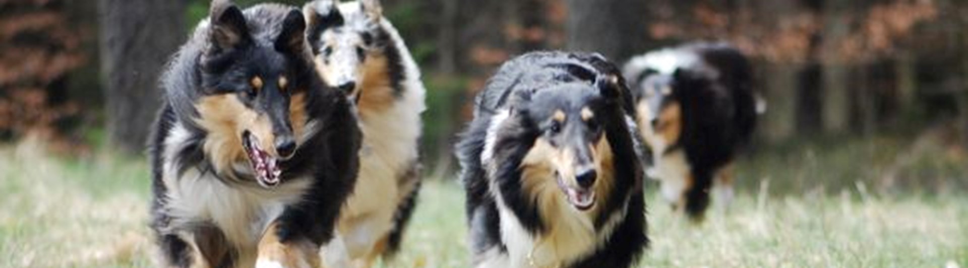 Fyra collies kommer springande.
