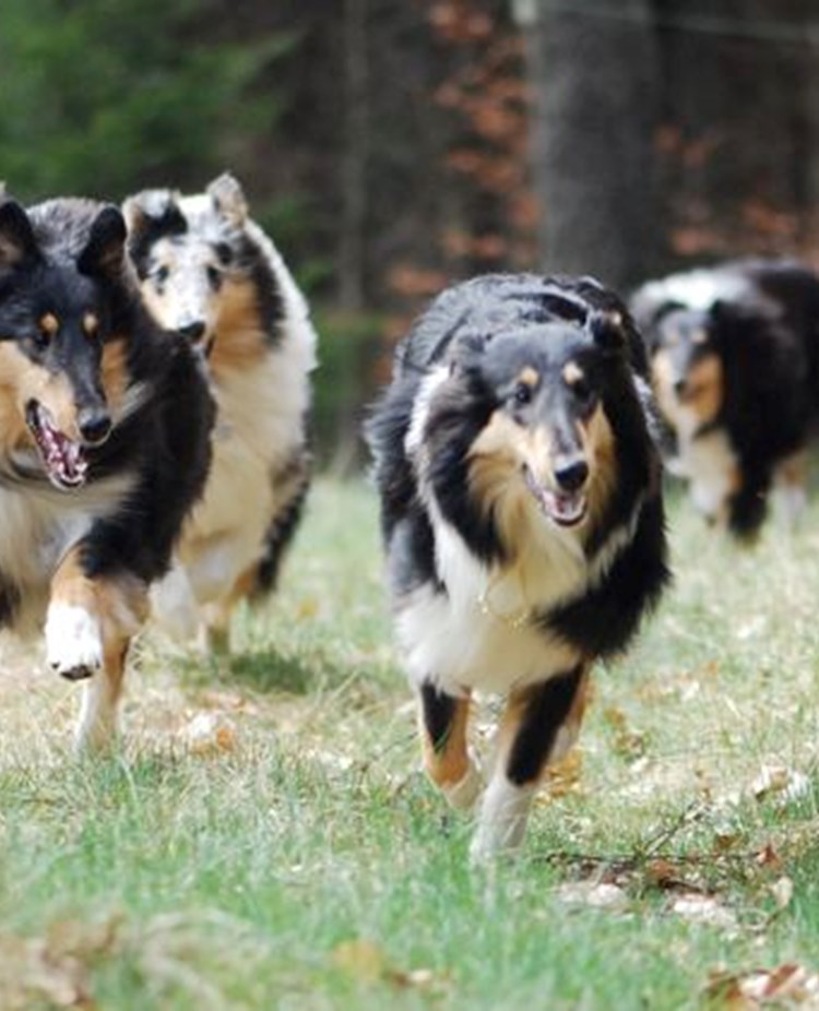 Fyra collies kommer springande.