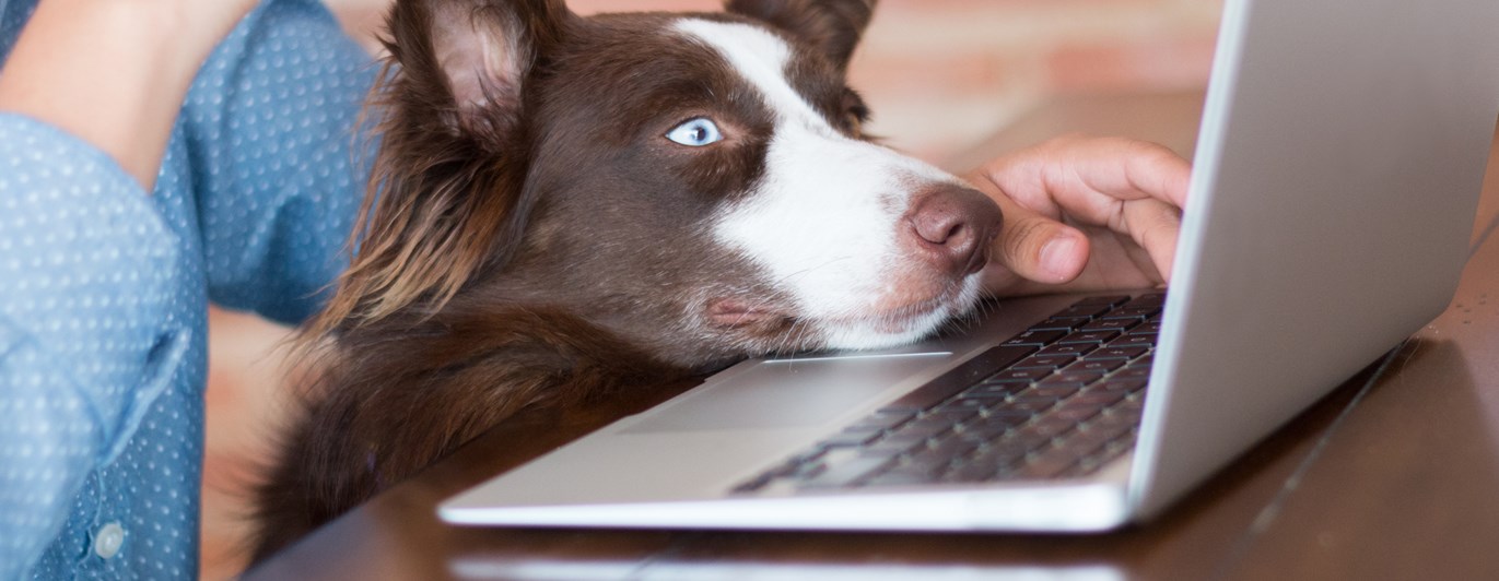 Brunvit border collie som tittar på en dator