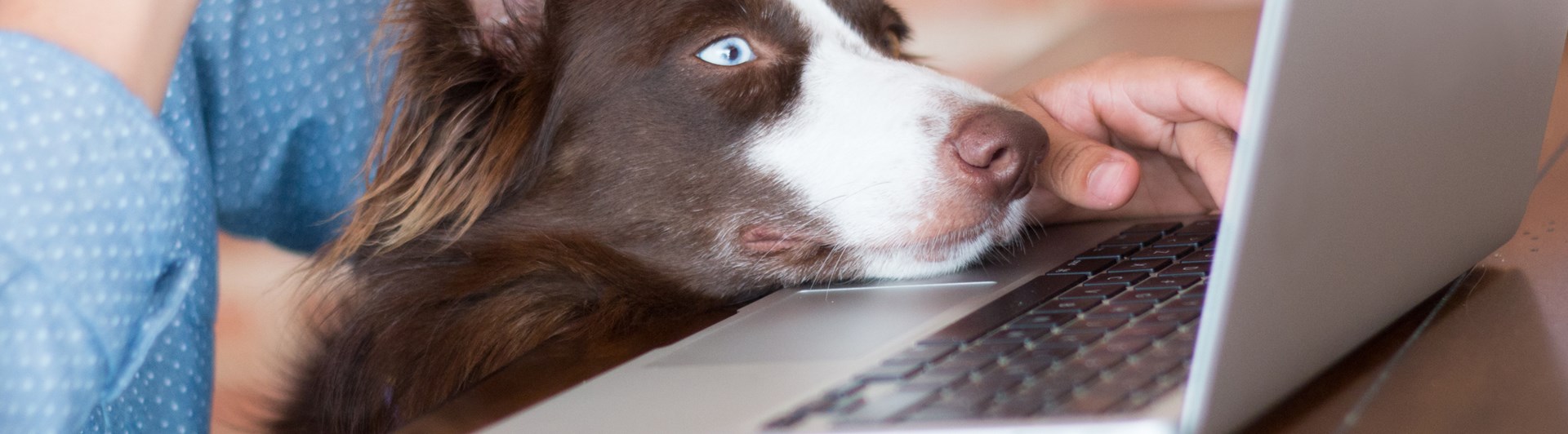 Brunvit border collie som tittar på en dator