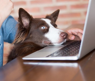 Brunvit border collie som tittar på en dator