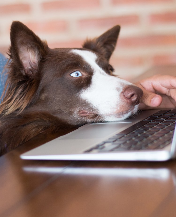 Brunvit border collie som tittar på en dator