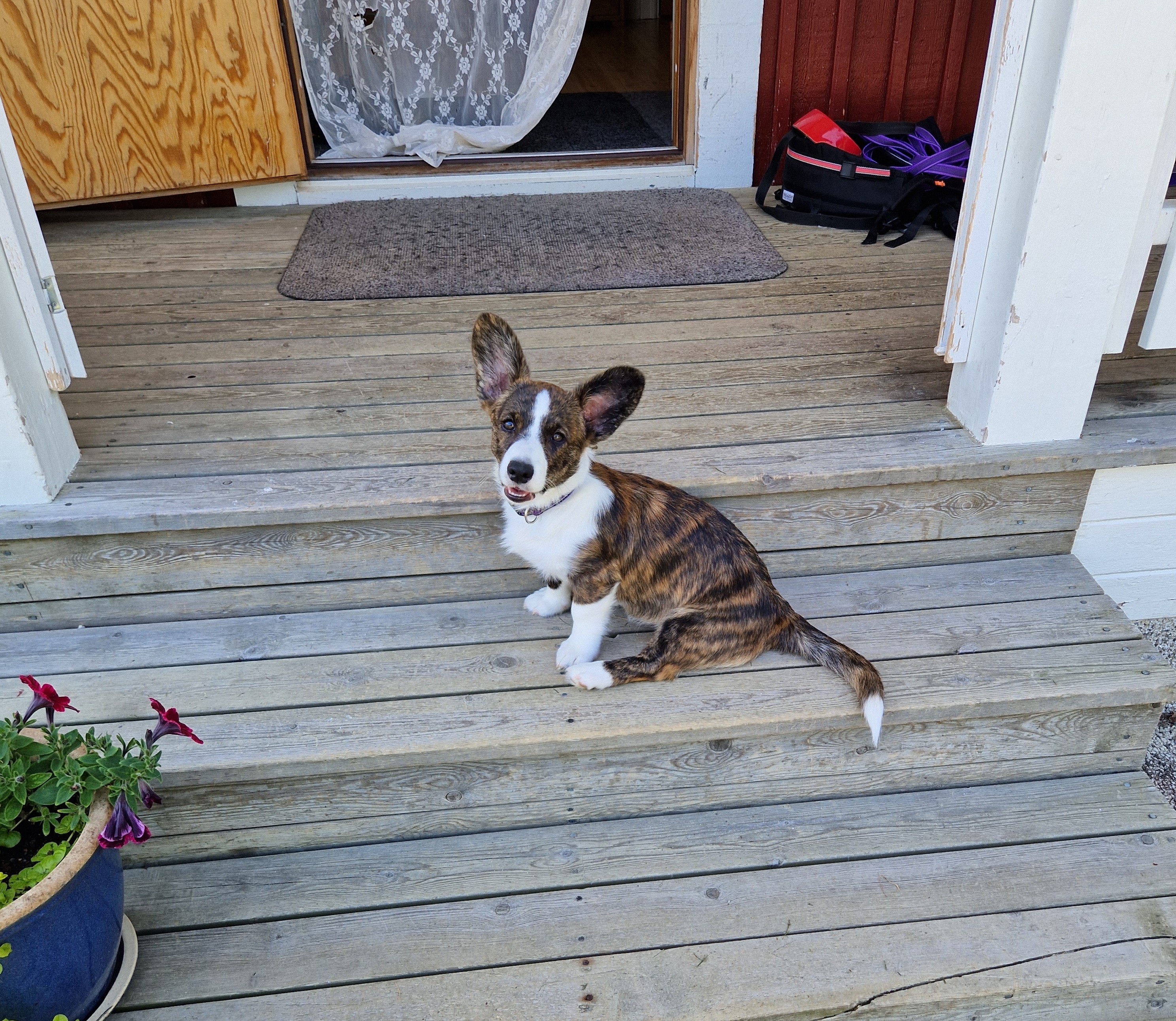 Bild på en welsh corgi cardigan valp