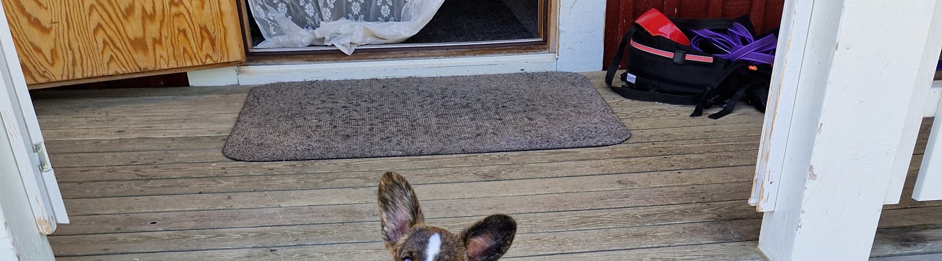 Bild på en welsh corgi cardigan valp
