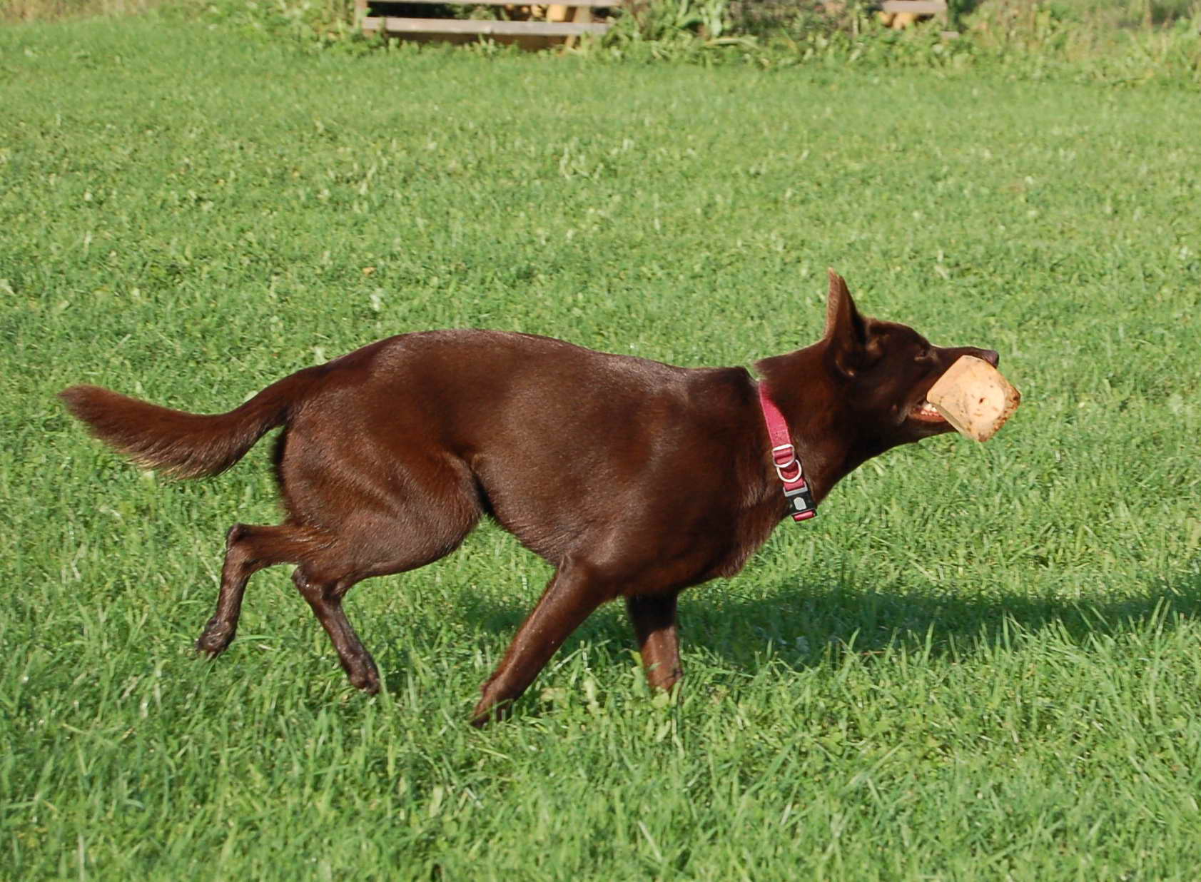 Kelpie med apportbock i munnen