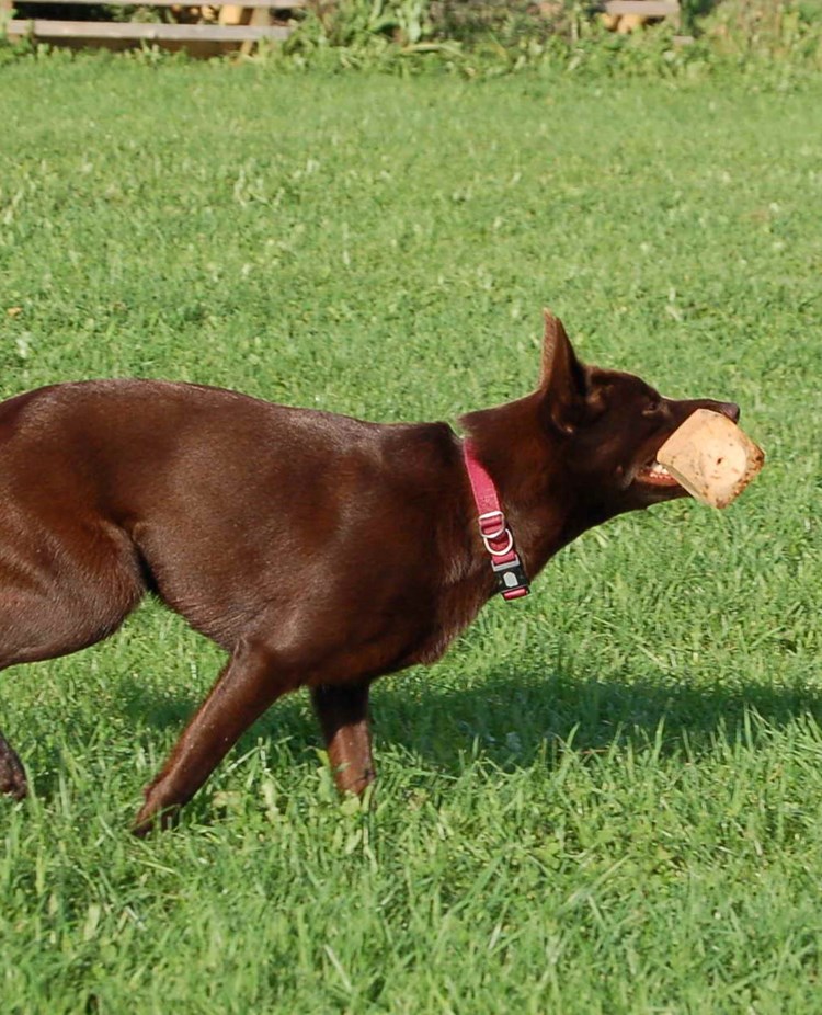 Kelpie med apportbock i munnen