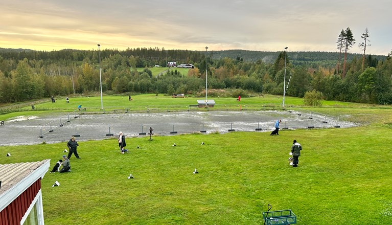 Överblick över träningsplaner vid Hundtorpet