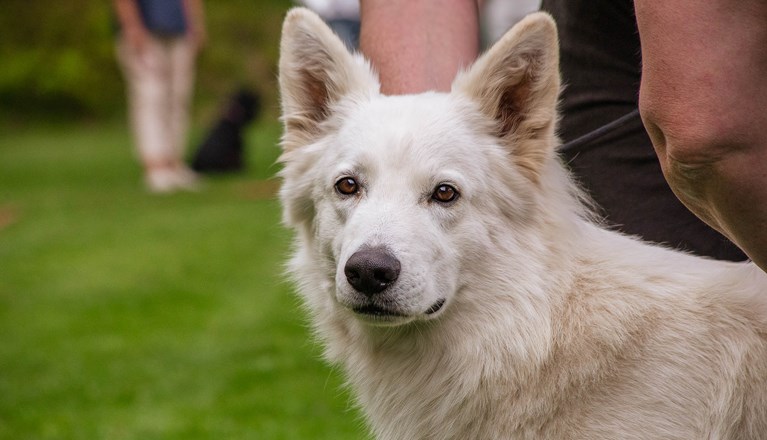Vit hund tittar vaket in i kameran