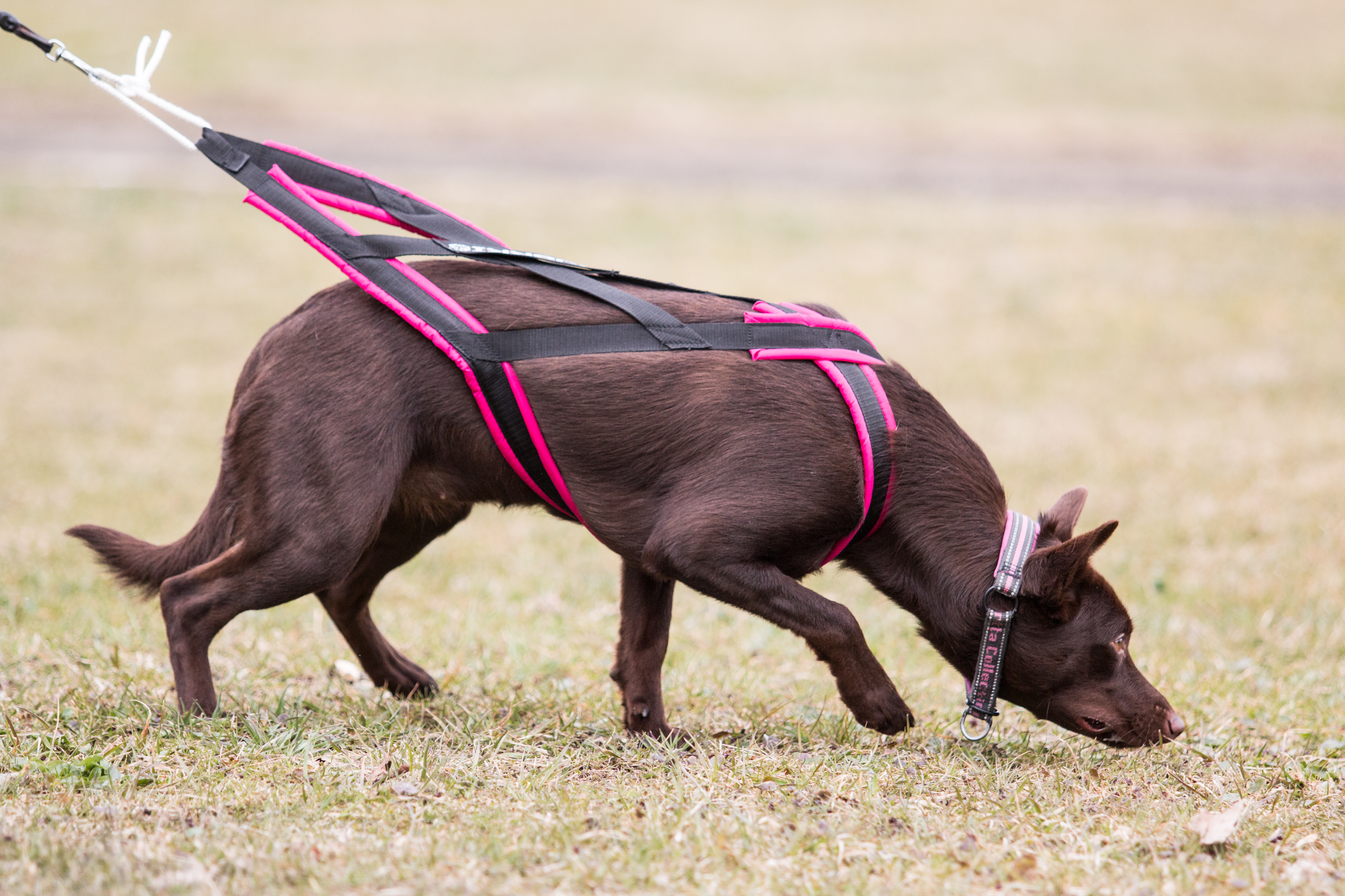 Kelpie spårar på fält