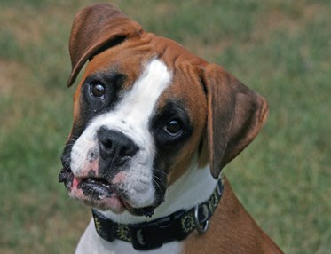 boxer