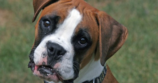boxer