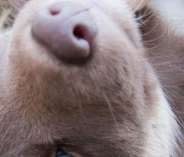 Närbild på en rödbrun hunds ansikte