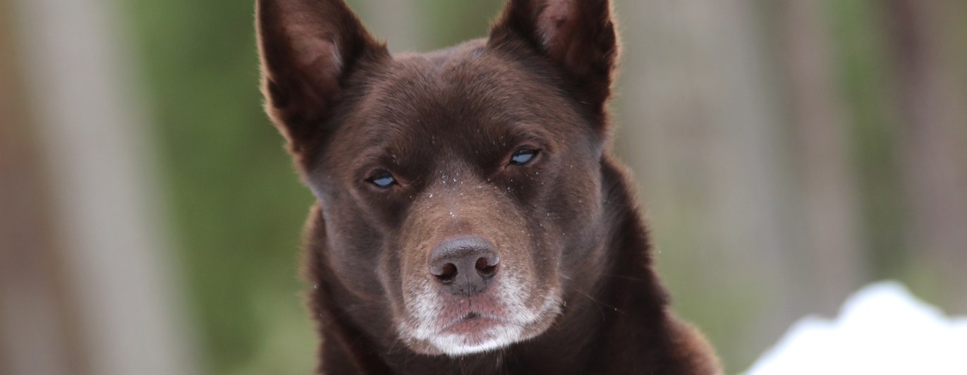 Nedansiljans brukshundsklubb