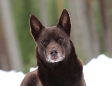 Nedansiljans brukshundsklubb