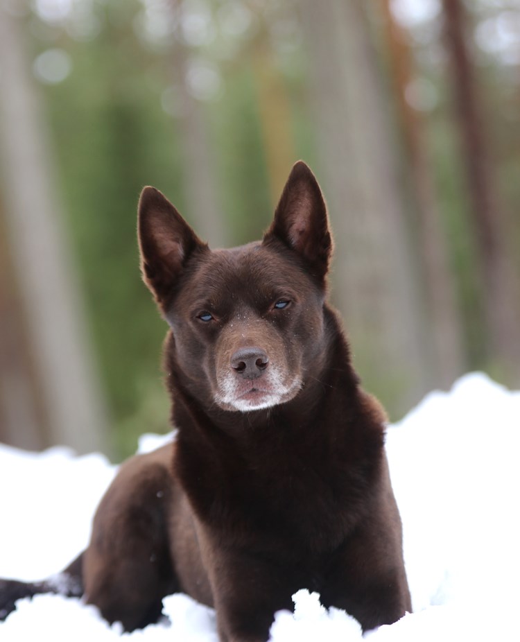Nedansiljans brukshundsklubb