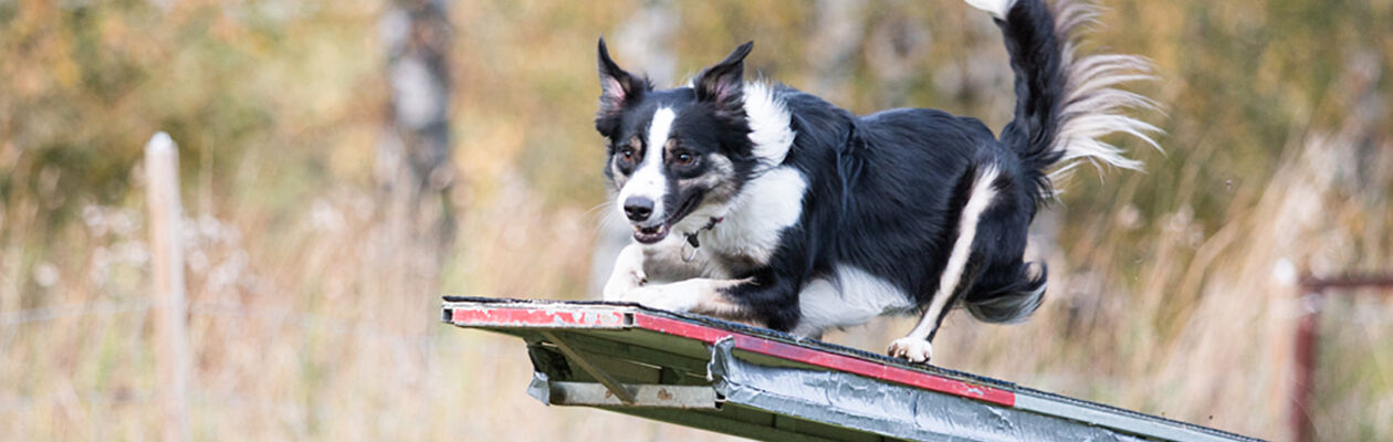 Bordercollihund tar ett språng på vippbräda
