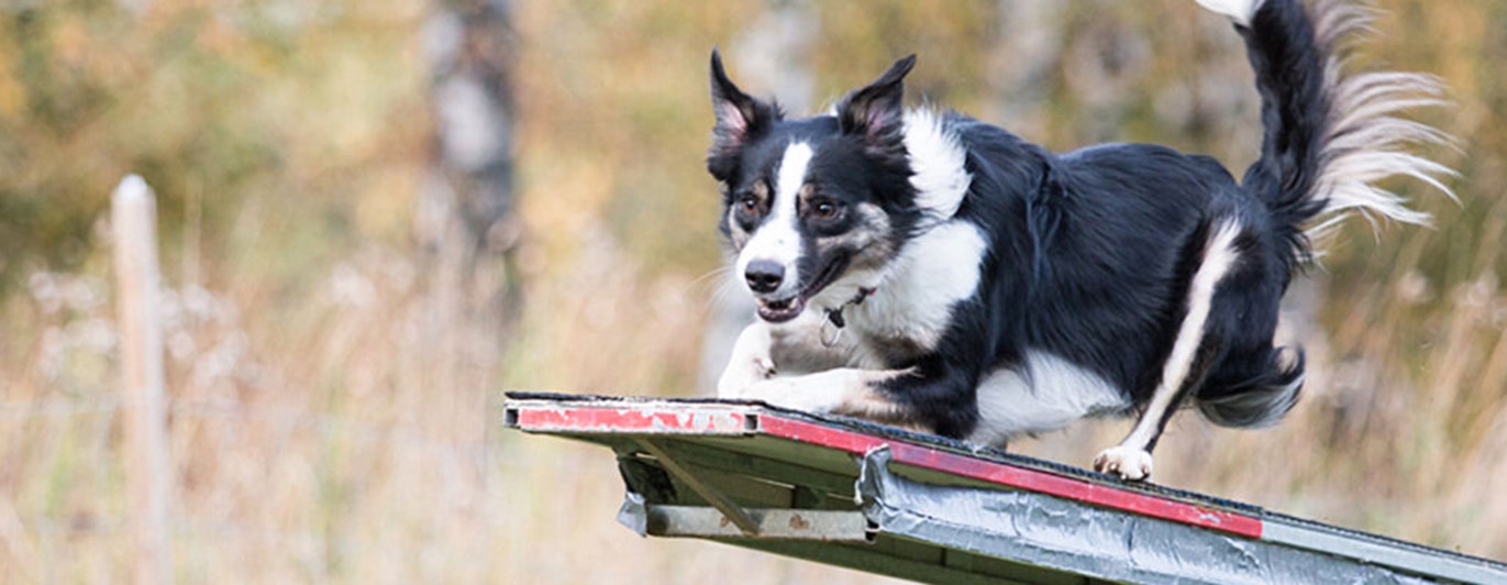 Bordercollihund tar ett språng på vippbräda