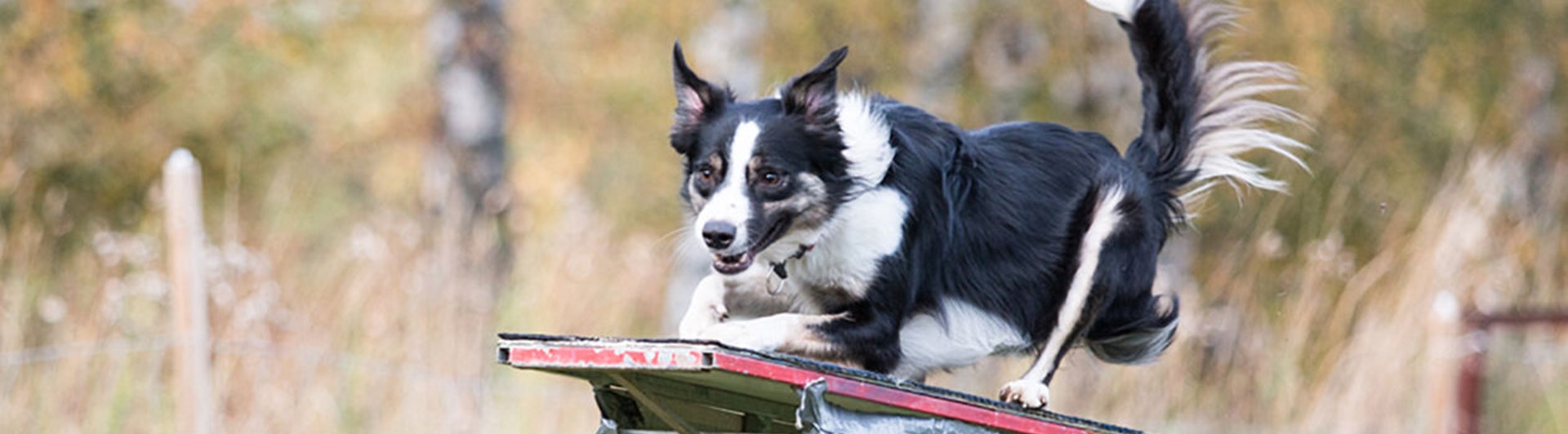 Bordercollihund tar ett språng på vippbräda