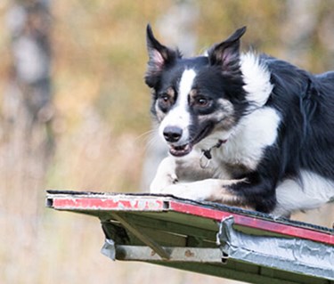 Bordercollihund tar ett språng på vippbräda