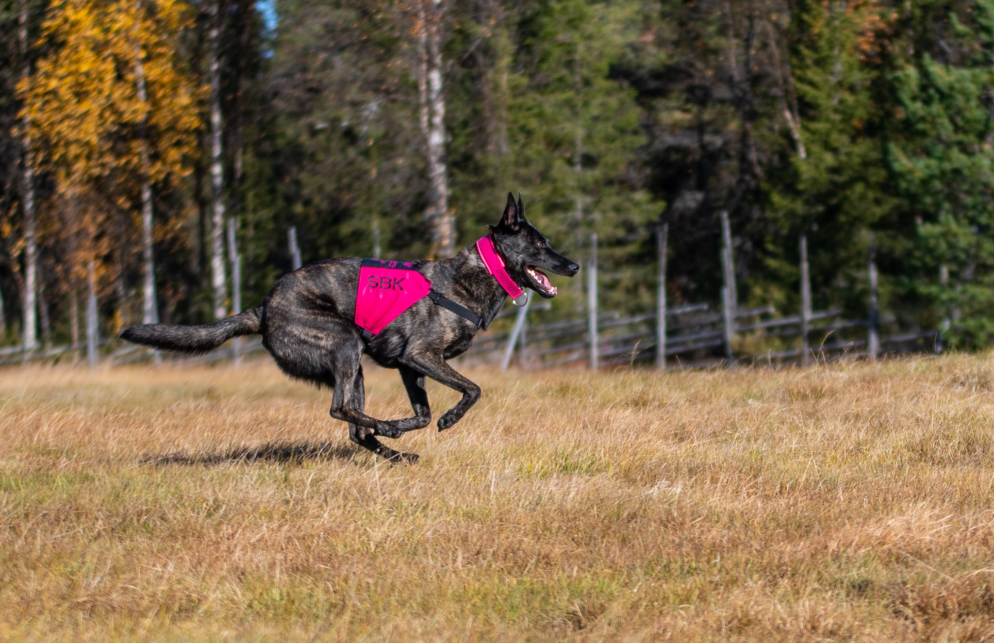 En hund som springer på inkallning i skogen