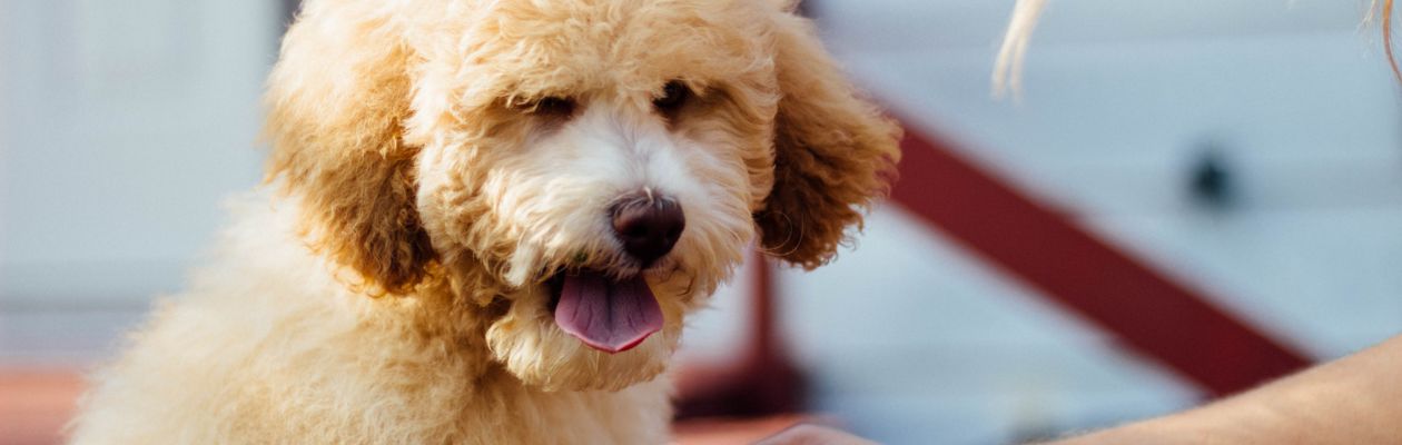 Närbild på ljusbrun, lurvig, hund