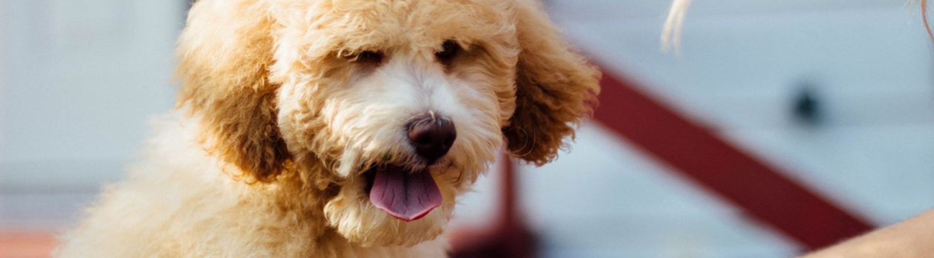 Närbild på ljusbrun, lurvig, hund